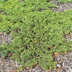 Gemeiner Wacholder Green Carpet - Grüner Teppich ohne Mühe