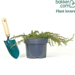 Gemeiner Wacholder Green Carpet - Grüner Teppich ohne Mühe