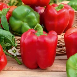 Gemüse-Kollektion für die Sonne - Sommergemüse, aromatisch