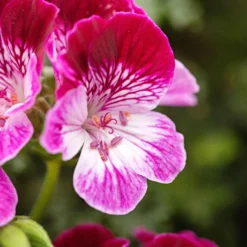 Geranie 'Tip Top Duet' (x3) - Zweifarbige Blüten den Sommer lang