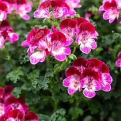 Geranie 'Tip Top Duet' (x3) - Zweifarbige Blüten den Sommer lang