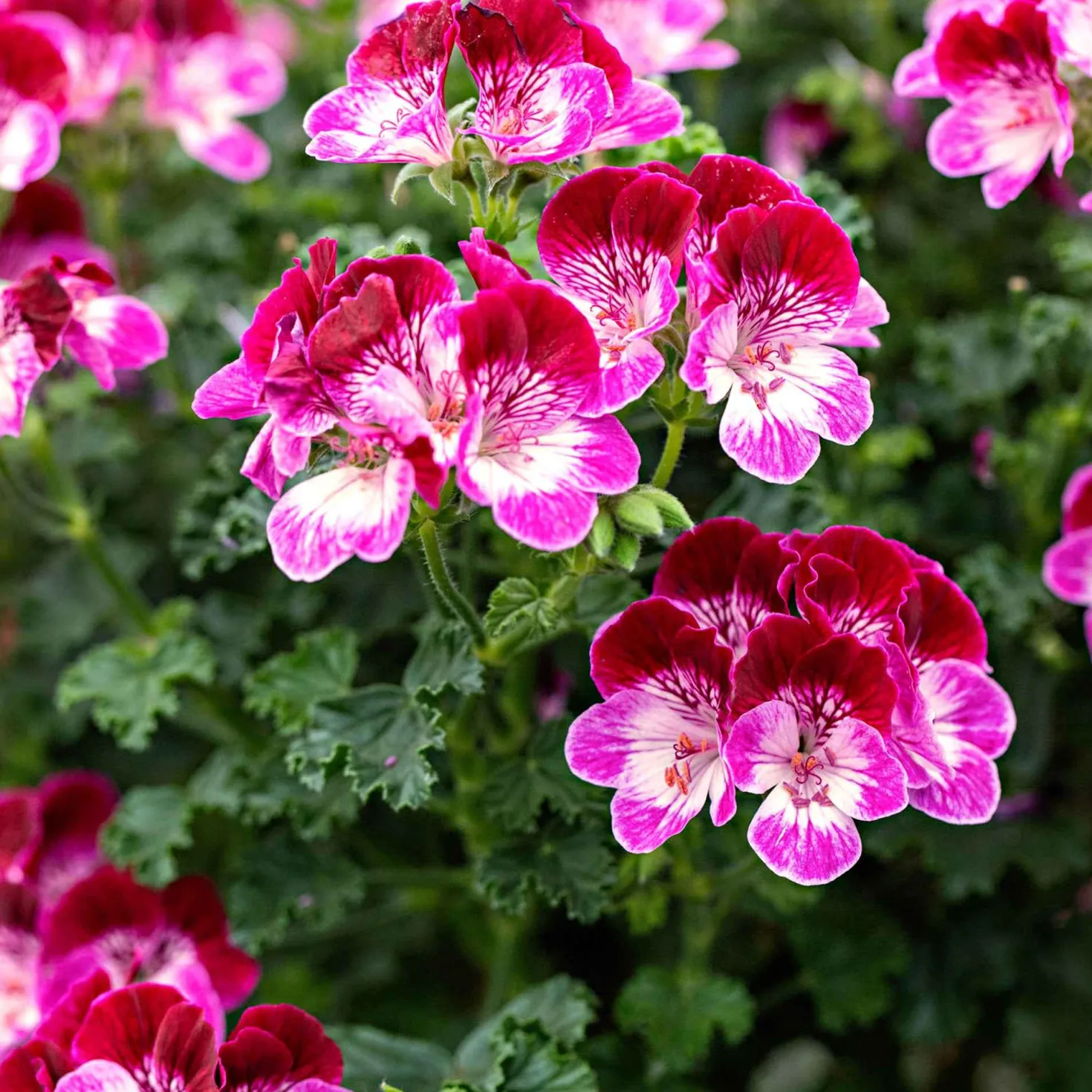 Geranie 'Tip Top Duet' (x3) - Zweifarbige Blüten den Sommer lang