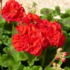 Geranie 'Toscana'® (x3) - Roter Balkon den ganzen Sommer