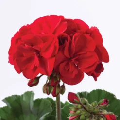 Geranie 'Toscana'® (x3) - Roter Balkon den ganzen Sommer