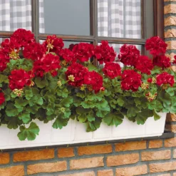 Geranie 'Toscana'® (x3) - Roter Balkon den ganzen Sommer