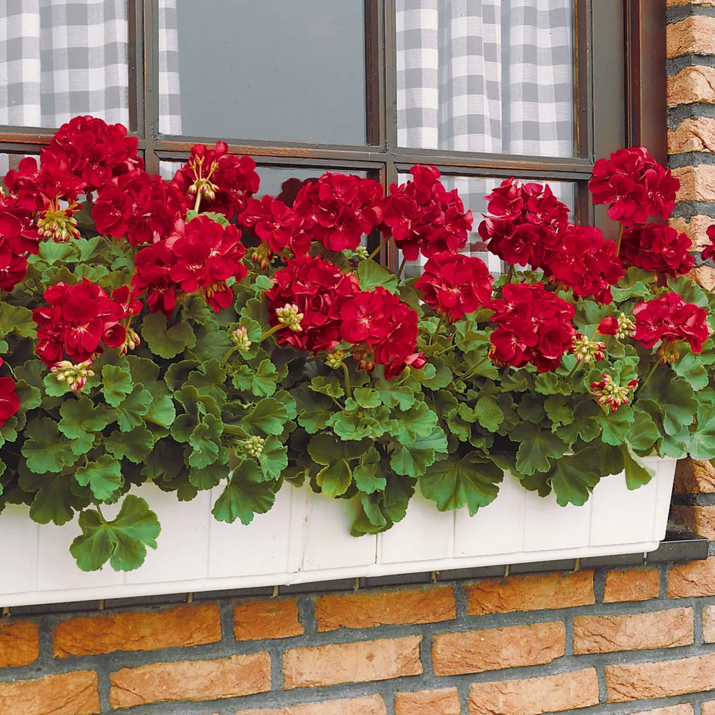Geranie 'Toscana'® (x3) - Roter Balkon den ganzen Sommer