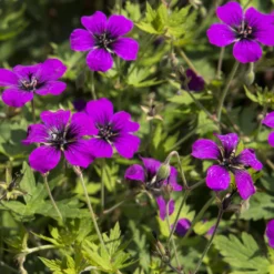 Geranium Anne Thomson - Monatelang leuchtend Pink