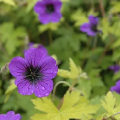Geranium Ann Folkard - Blüten von Mai bis Oktober