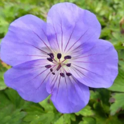 Geranium Azure Rush - Monatelang blaue Blüten