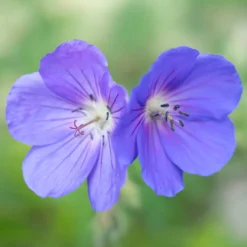 Geranium Brookside - Blau blüht den ganzen Sommer