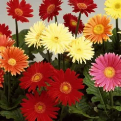 Gerbera Australian Giants Mischung - XXL-Blüten für die Vase