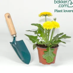 Gerbera Gelb - Sonnengelbe Blüten sofort