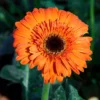 Gerbera Orange - Sofort leuchtendes Orange