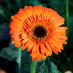 Gerbera Orange - Sofort leuchtendes Orange