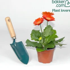 Gerbera Rot - Sofort knallige Farbe