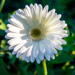 Gerbera Weiß - Reines Weiß den ganzen Sommer