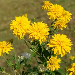 Geschlitztblättriger Sonnenhut 'Goldquelle' - Goldene Blüten den ganzen Sommer