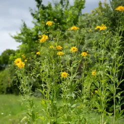Geschlitztblättriger Sonnenhut 'Goldquelle' - Goldene Blüten den ganzen Sommer