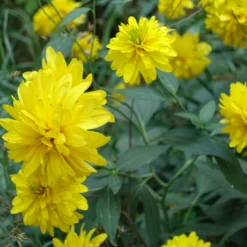 Geschlitztblättriger Sonnenhut 'Goldquelle' - Goldene Blüten den ganzen Sommer