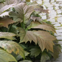 Gestieltblättriges Schaublatt - Große Blätter, viel Effekt