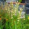 Gestreiftes Grasschwertel - Cremegelb wie von selbst