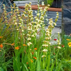 Gestreiftes Grasschwertel - Cremegelb wie von selbst