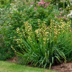 Gestreiftes Grasschwertel - Cremegelb wie von selbst