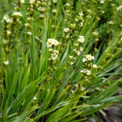 Gestreiftes Grasschwertel - Cremegelb wie von selbst