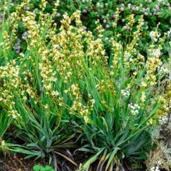 Gestreiftes Grasschwertel - Cremegelb wie von selbst