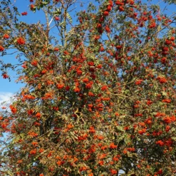 Gewöhnliche Eberesche - Roter Beerenschmuck im Herbst