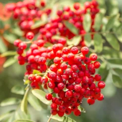 Gewöhnliche Eberesche - Roter Beerenschmuck im Herbst