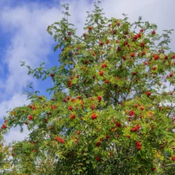 Gewöhnliche Eberesche - Roter Beerenschmuck im Herbst