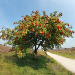 Gewöhnliche Eberesche - Roter Beerenschmuck im Herbst
