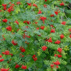 Gewöhnliche Eberesche - Roter Beerenschmuck im Herbst
