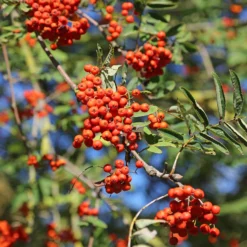 Gewöhnliche Eberesche - Roter Beerenschmuck im Herbst