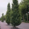 Gewöhnliche Hainbuche Frans Fontaine - Schmale Hecke, große Wirkung