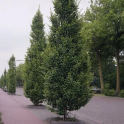 Gewöhnliche Hainbuche Frans Fontaine - Schmale Hecke, große Wirkung