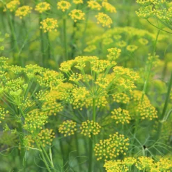 Gewöhnlicher Fenchel - Aroma pur, ganz einfach