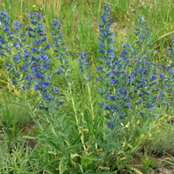 Gewöhnlicher Natternkopf - Bienenmagnet in Blau