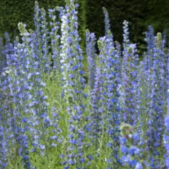 Gewöhnlicher Natternkopf - Bienenmagnet in Blau