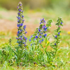 Gewöhnlicher Natternkopf - Bienenmagnet in Blau
