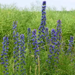 Gewöhnlicher Natternkopf - Bienenmagnet in Blau