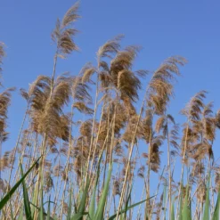 Gewöhnliches Schilfrohr - Sichtschutz aus Wasser