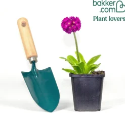 Gezackte Primel Rubin - Erste Farbe im Frühling