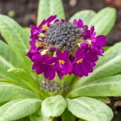 Gezackte Primel Rubin - Erste Farbe im Frühling
