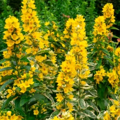 Gilbweiderich Alexander - Buntes Laub, gelbe Blüten