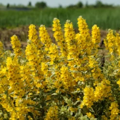 Gilbweiderich Alexander - Buntes Laub, gelbe Blüten