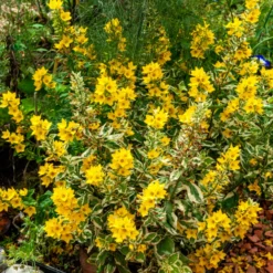 Gilbweiderich Alexander - Buntes Laub, gelbe Blüten