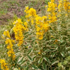 Gilbweiderich Alexander - Buntes Laub, gelbe Blüten