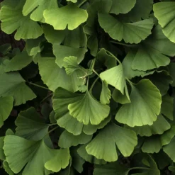 Ginkgo biloba 'Blagon' - Goldener Herbst garantiert